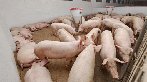 “非洲豬瘟”規模豬場如何防疫？快行動起來