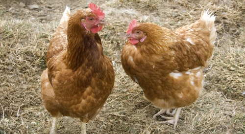 @養殖戶：高溫好氧發酵能讓雞糞不再燒根