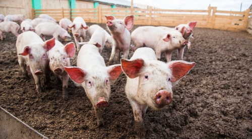 直接施用豬糞對農作物、土壤都有害，豬糞如 何處理才是正確的方式