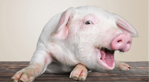 豬糞發酵有機肥有哪些方法