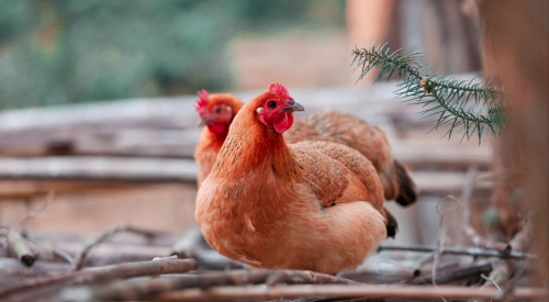 如何處理雞糞做有機肥