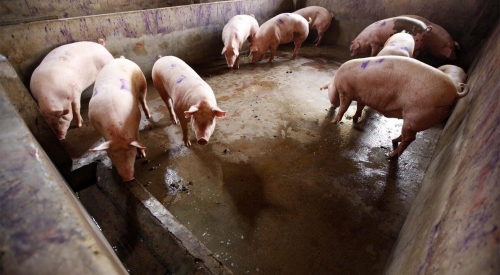 豬糞處理的基本方法